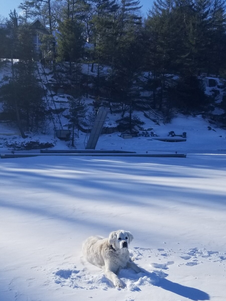 Sailor also likes to bring his owners out for a romp on the snowy frozen lake.